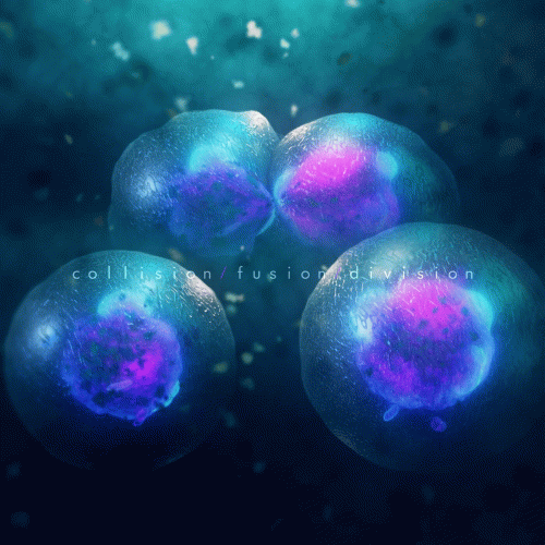 At Night I Fly : Collision-Fusion-Division